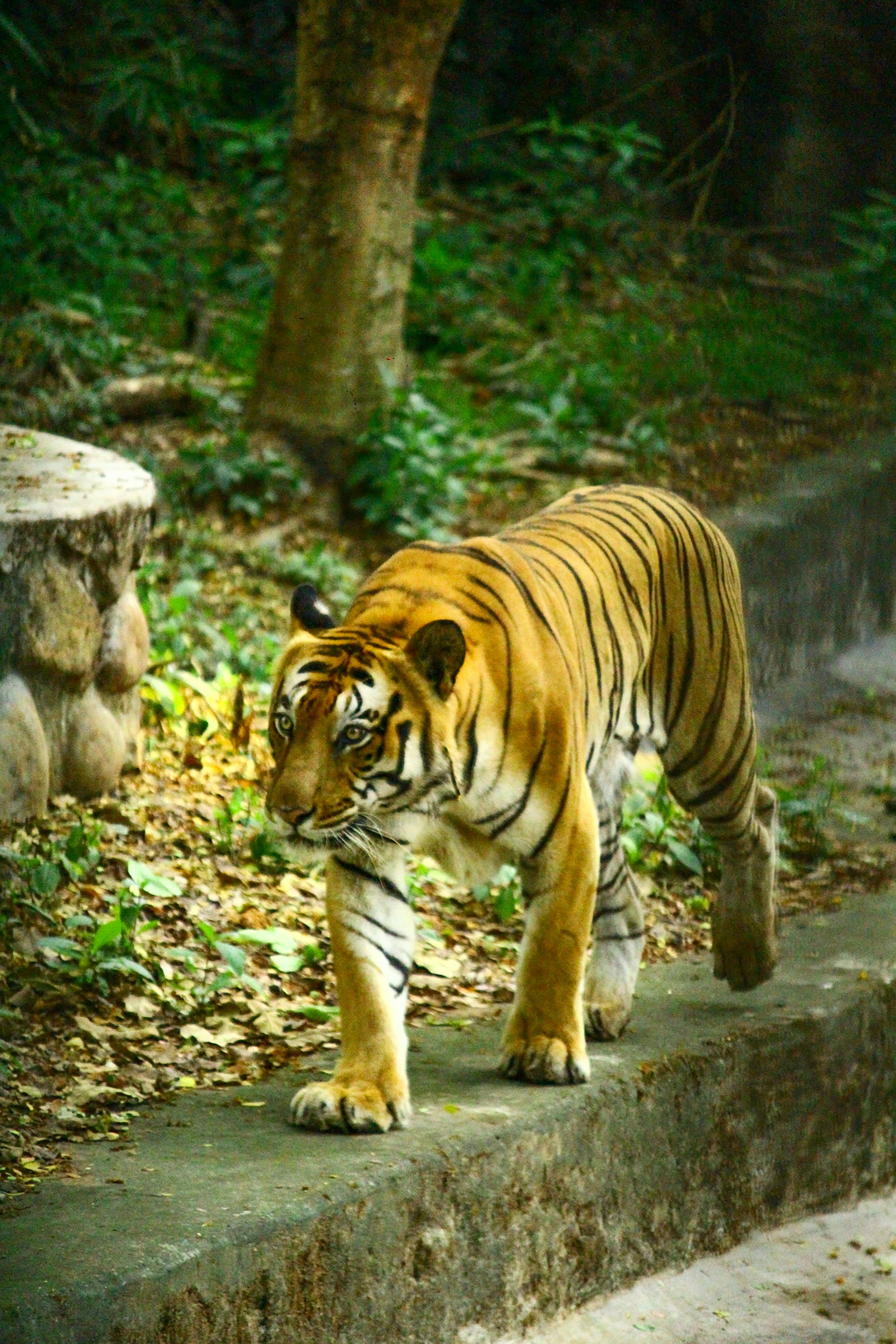 Wild life - Kerala